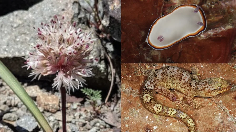Cuáles son las 146 nuevas especies que fueron identificadas durante el 2022