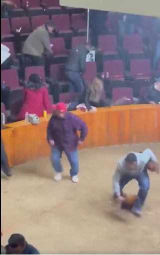 Momento en el que explota una granada durante una pelea de gallos en México (VIDEO)