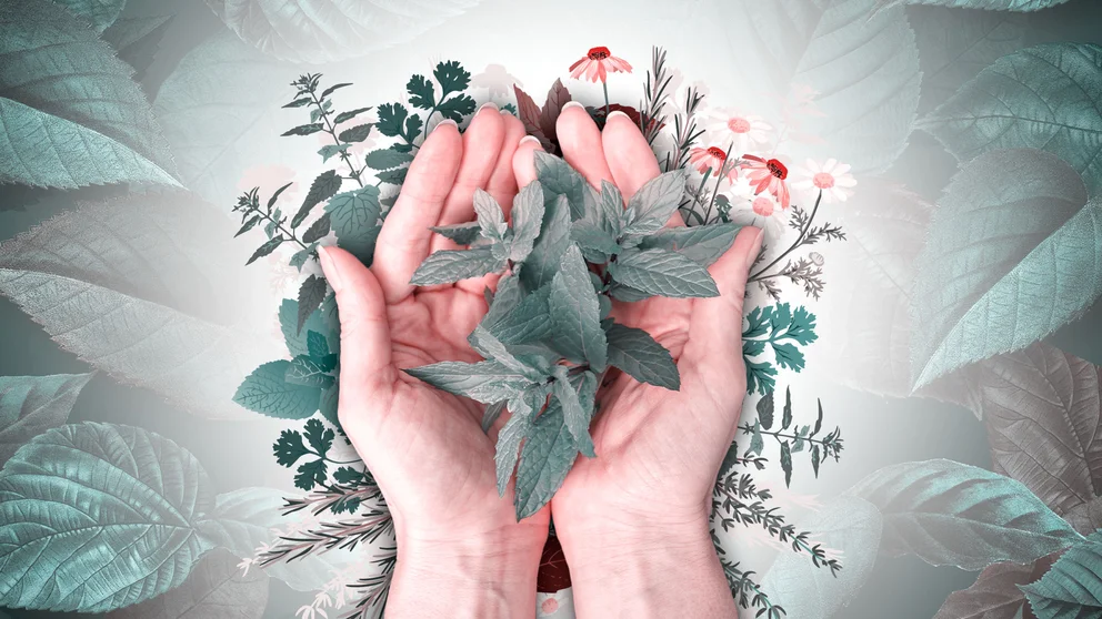 La flor de Nochebuena también tiene propiedades medicinales y estas son algunas