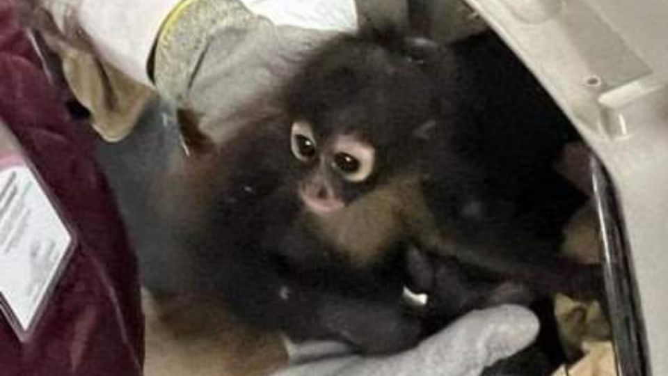 48 animales exóticos son rescatados, vivían en condiciones deplorables, 2 más murieron