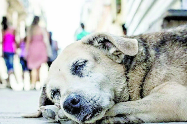 Pierden a sus perros por el estruendo de cohetes