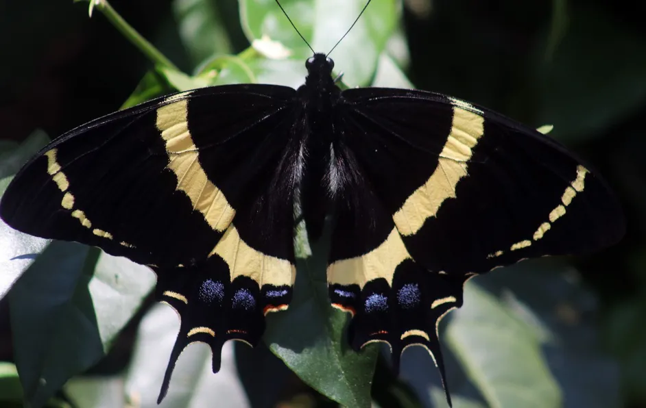 Mariposa negra: ¿Por qué la relacionan con la muerte?