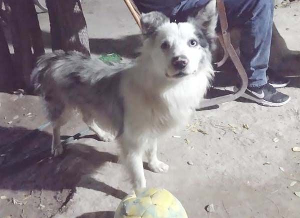 Mata a mascota jefe de seguridad