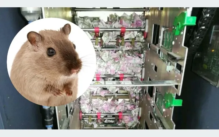 Ratón se cuela a cajero automático y destruye miles de dólares