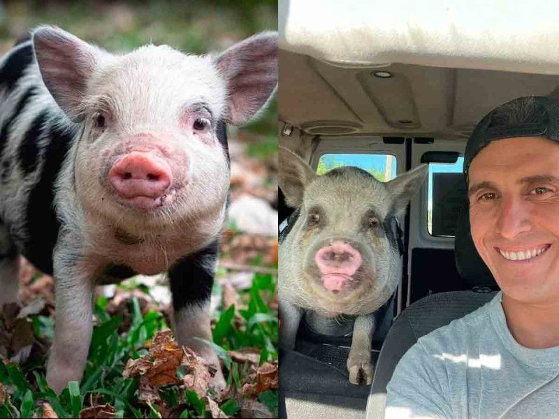 Hombre adopta a una cerdita como mascota y se la come en un asado