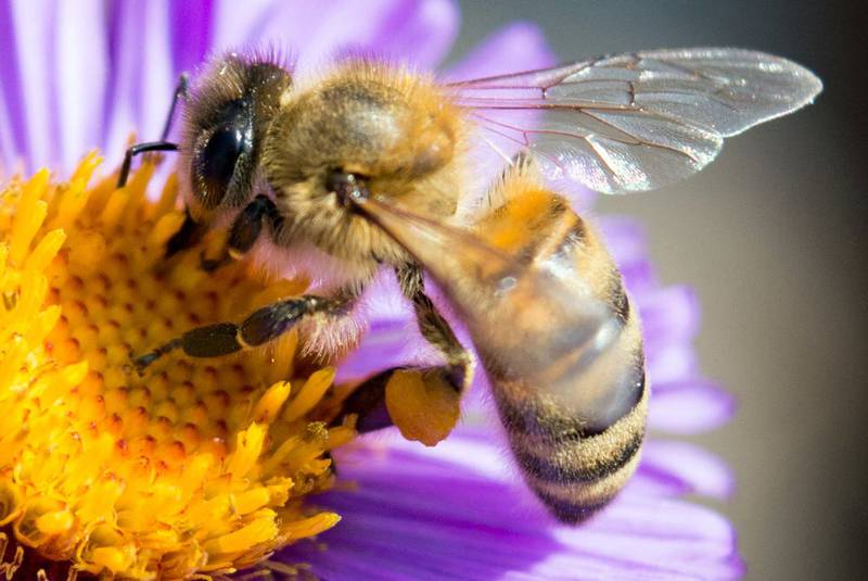 Científicos desarrollan la primera vacuna… ¡Para las abejas!