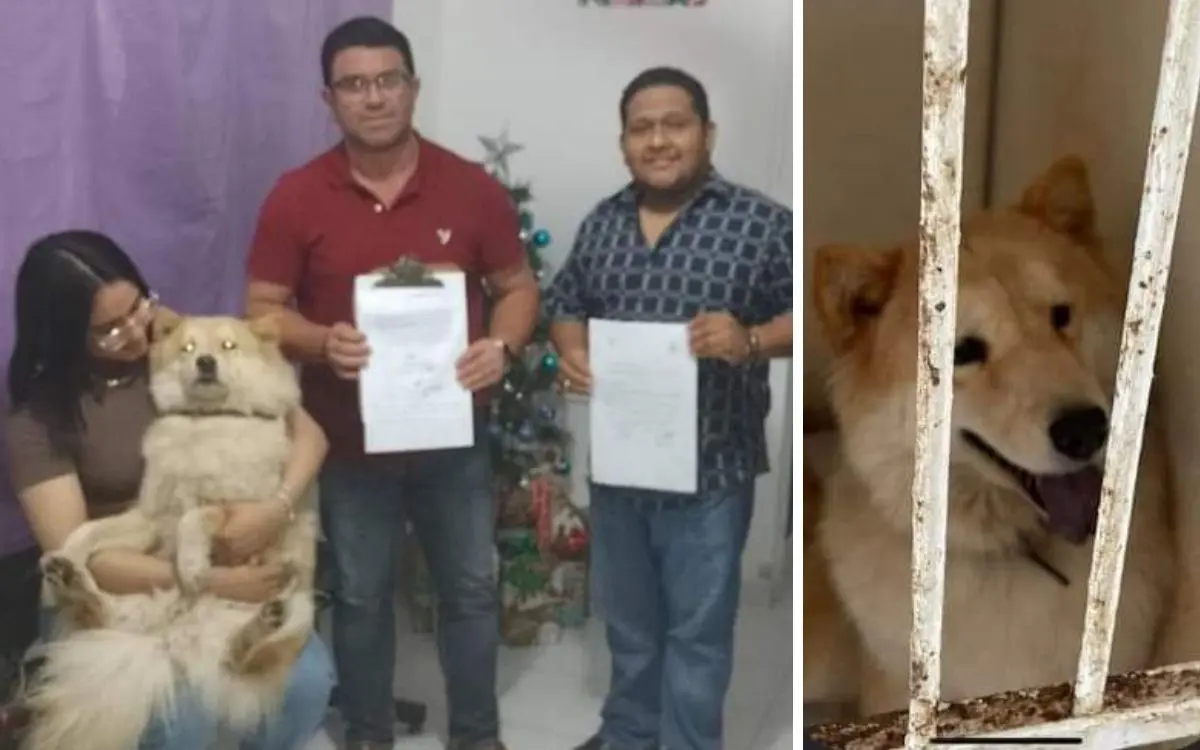 Liberan a Nala, la perrita ‘arrestada’ en Yucatán