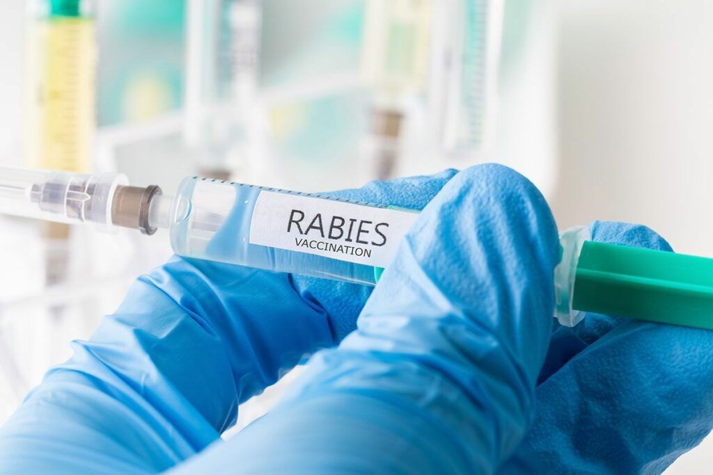 ¿Y ahora qué? México emite aviso epidemiológico por casos de rabia
