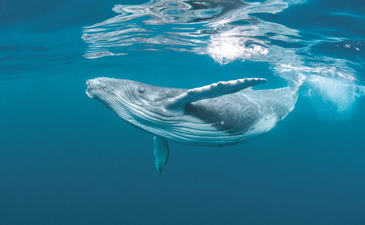 Científicos descubrirían los genes que permitieron a las ballenas crecer a tamaños gigantescos: Estudio