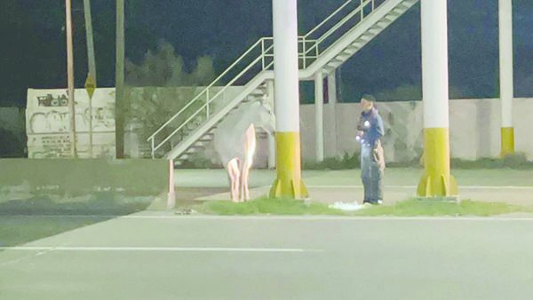 Caballo se atraviesa al paso de los autos