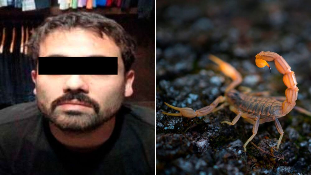 Caída Ovidio Guzmán: ¿Por qué un escorpión podría hundirlo de por vida en una cárcel de EU?
