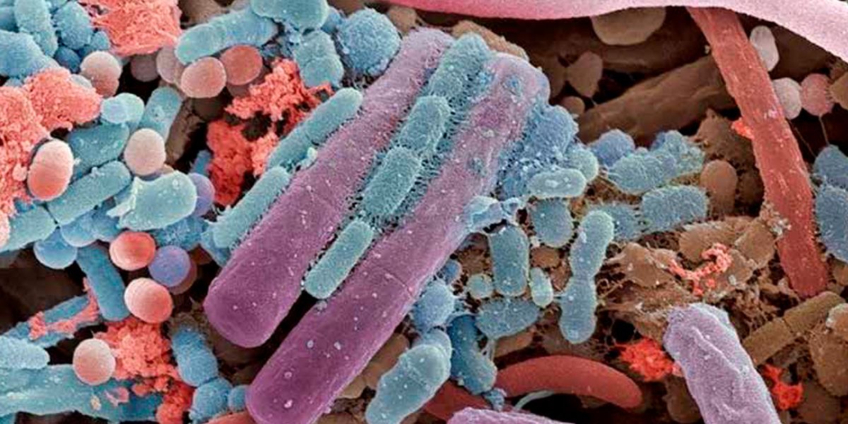 ¿De qué se compone la microbiota? ‘Restos’ de tu ex pueden estar ahí, revela estudio