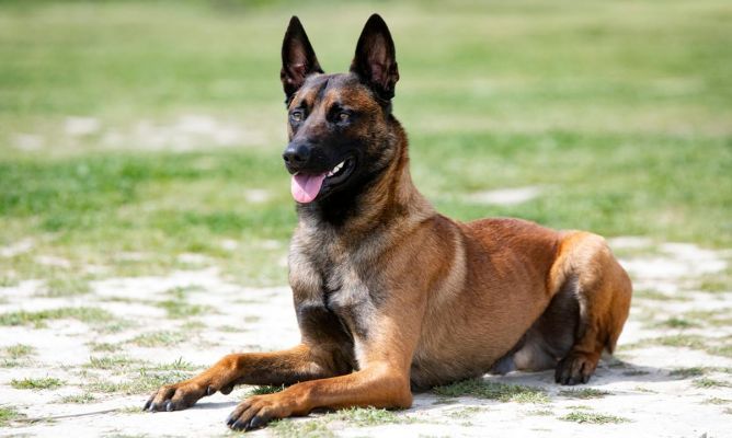 Esta es la raza de perros más inteligente, según un estudio