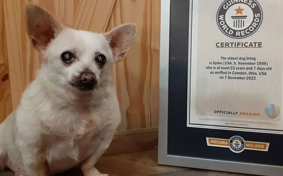 Conoce a ‘Spike’, el perro más longevo del mundo y que incluso tiene Récord Guinness