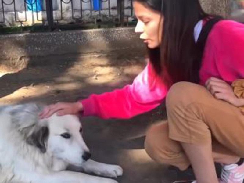 Blanquita, la perrita que espera a su dueño en panteón desde hace varios años