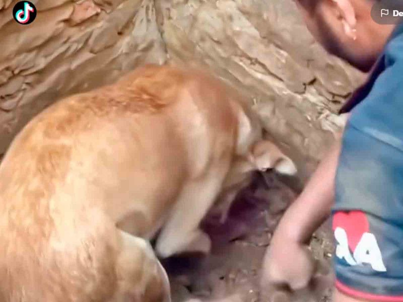 VIDEO. Perrita lucha por rescatar a sus cachorros de entre los escombros tras terremoto en Turquía
