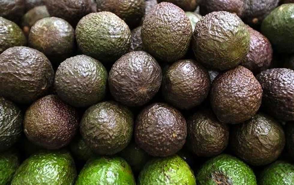 Reactivan en EU queja por aguacate mexicano