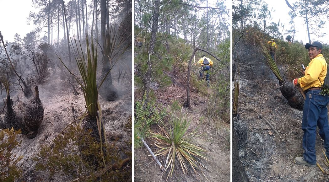 Comienzan brigadas contra incendios forestales en Coahuila