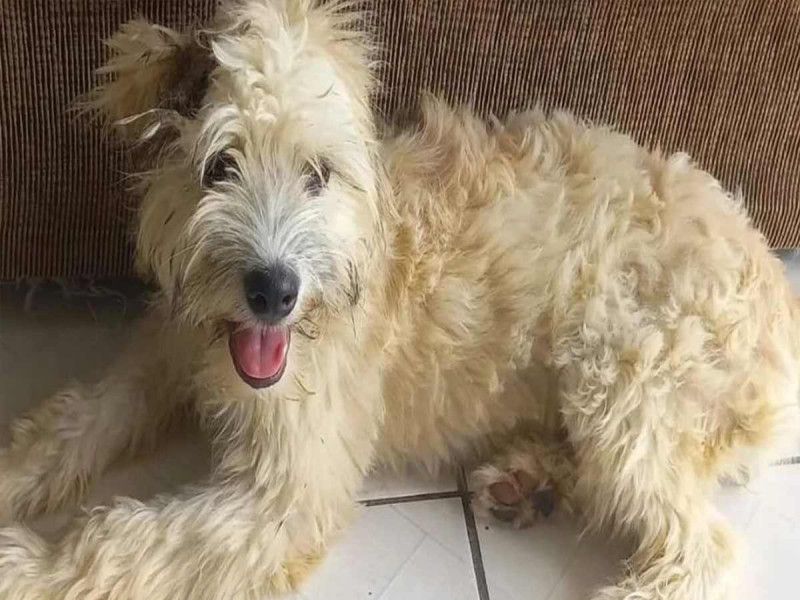 2×1: Mujer compra sillón y encuentra perrita en su interior