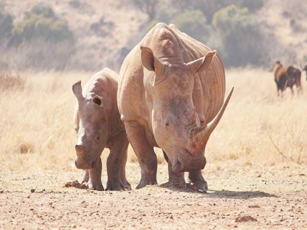 Subastarán en Sudáfrica el mayor criadero de rinocerontes del mundo