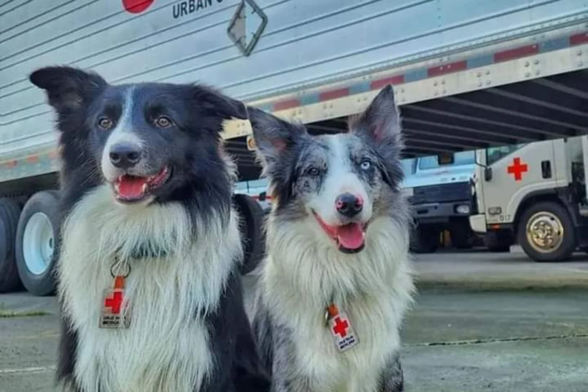 Héroes: Hijos de Athos, perrito rescatista asesinado en México, apoyan en Terremoto de Turquía
