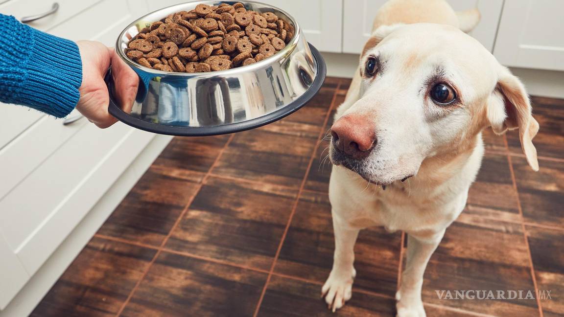 ¿Cuáles son las mejores marcas de croquetas para tu perro?
