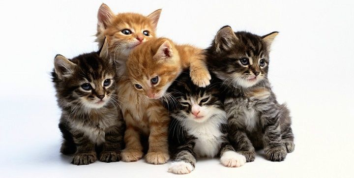 Día Internacional del Gato: ‘Michis’ ganan terreno en empresas