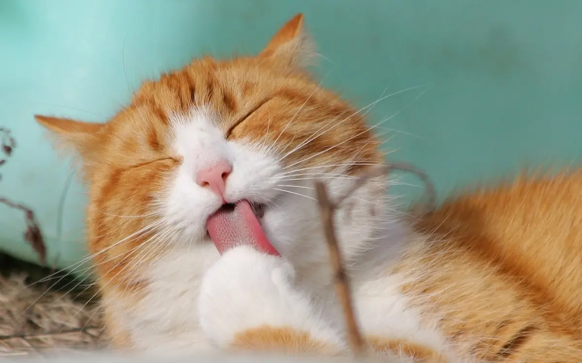 ¡Miau! Este es el origen del Día Internacional del Gato | Galería