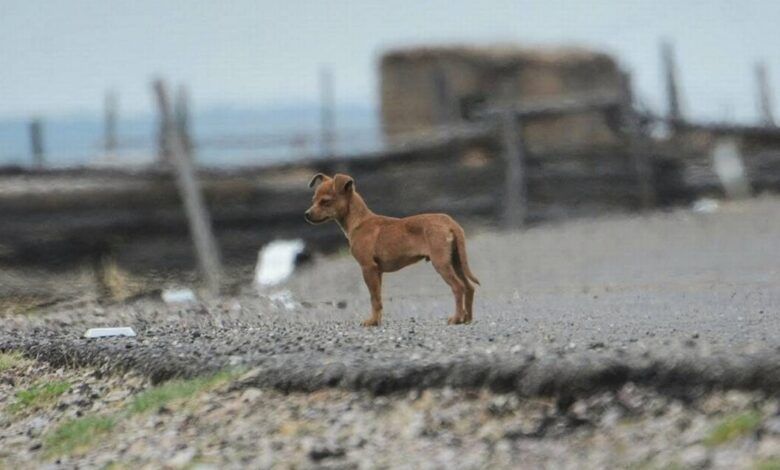 Aumento de perros abandonados en caminos coahuilenses