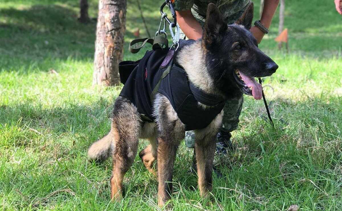 «Estamos orgullosos de ti»; así rinde homenaje Sedena a «Proteo», perrito rescatista fallecido en Turquía
