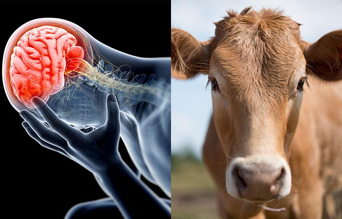 Enfermedad de las vacas locas: ¿qué es y puede ser transmitida a humanos?