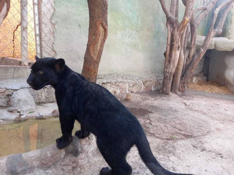 Dueña de pantera asegurada en Jalisco pide ayuda a Babo, de Cartel de Santa, para recuperarla