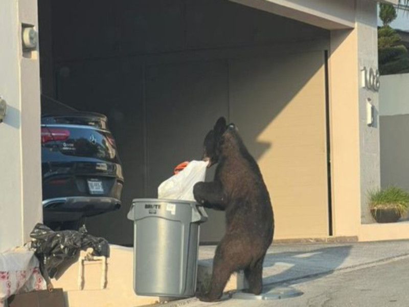 Captan a osos en casas de Nuevo León, uno hasta se metió a la alberca