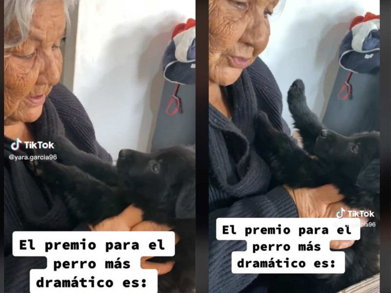 Pancho, el tierno perrito que llora porque abuelita lo regaña