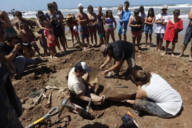 Dos niños encontraron restos inéditos de un gliptodonte en Mar del Plata