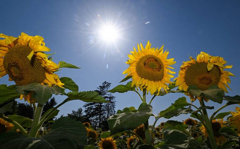 Equinoccio de primavera 2023. ¿Cuándo inicia la primavera y cuándo termina?