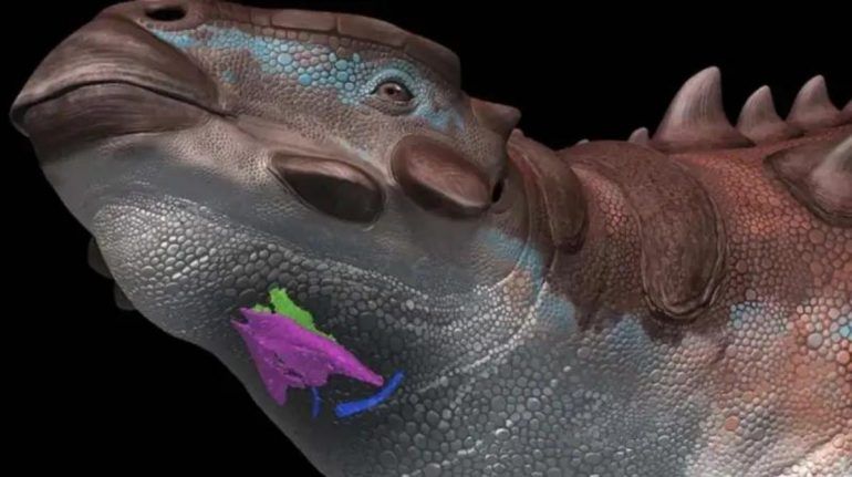 ANQUILOSAURIO, EL DINOSAURIO QUE CANTABA COMO UN LORO