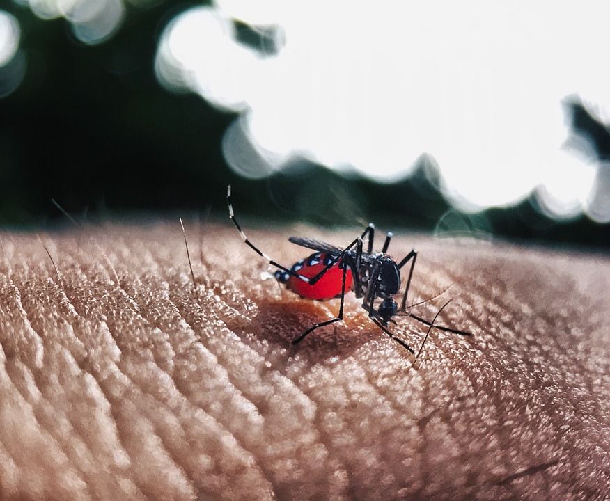 Liberarán 100.000 mosquitos estériles en las Galápagos para luchar contra tres enfermedades