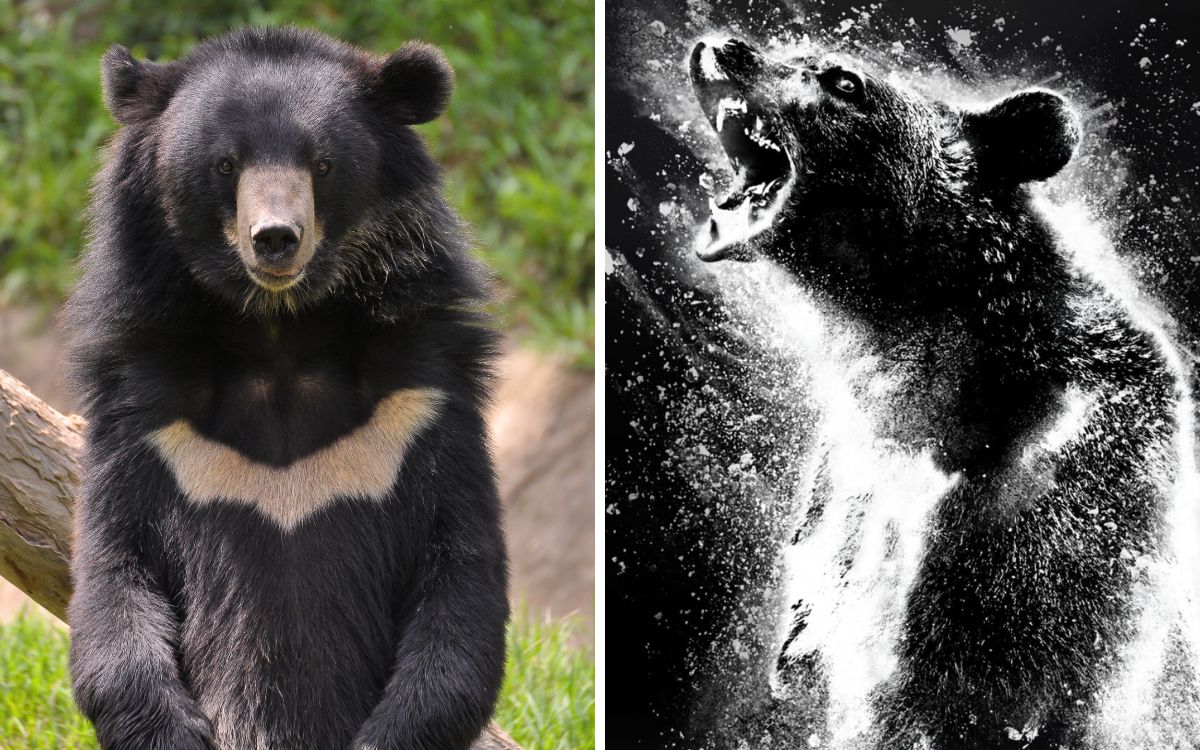 Conoce la historia real detrás de ‘Cocaine Bear’