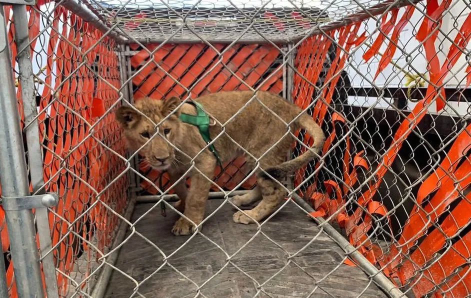 ¡Jumanji en Saltillo! Cría de león ‘Pancho’ asusta a vecinos y causa movilización en la Periodistas