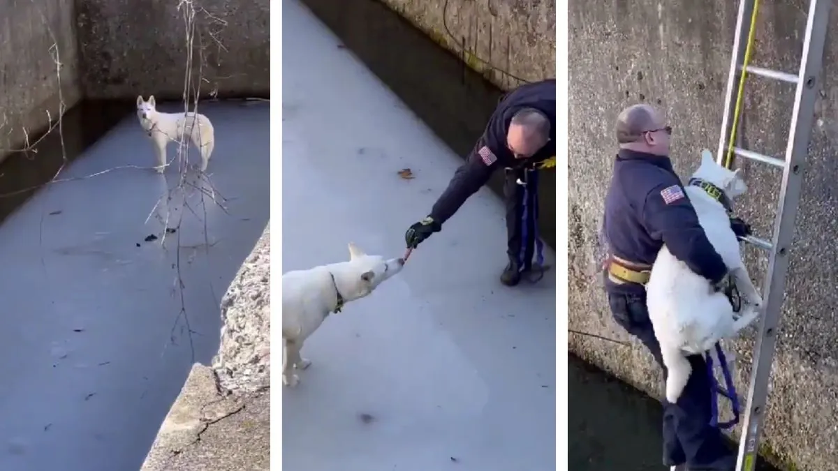 VIDEO. Rescate de perrito que cayó a un estanque de agua congelada en EU se viraliza