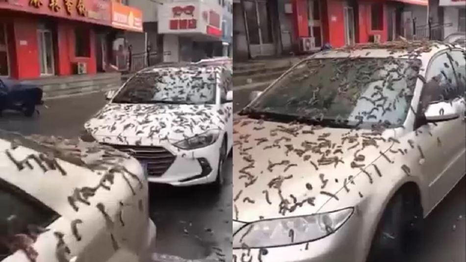 Lluvia de gusanos en China: extraño fenómeno atemoriza a ciudadanos