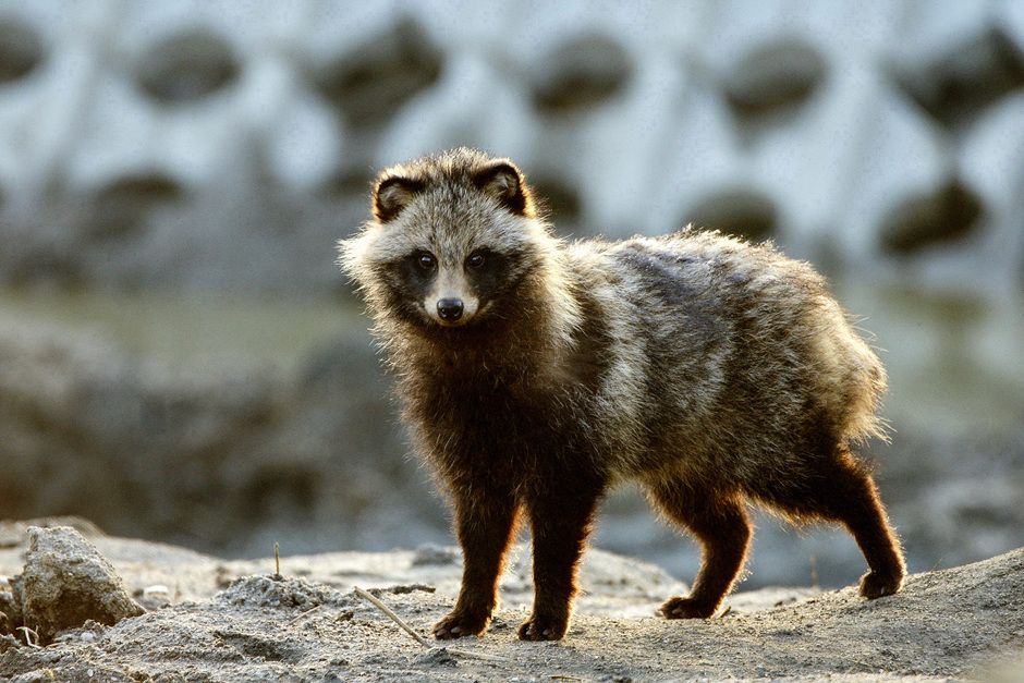 Perro mapache, posible origen del COVID-19, dice un nuevo análisis
