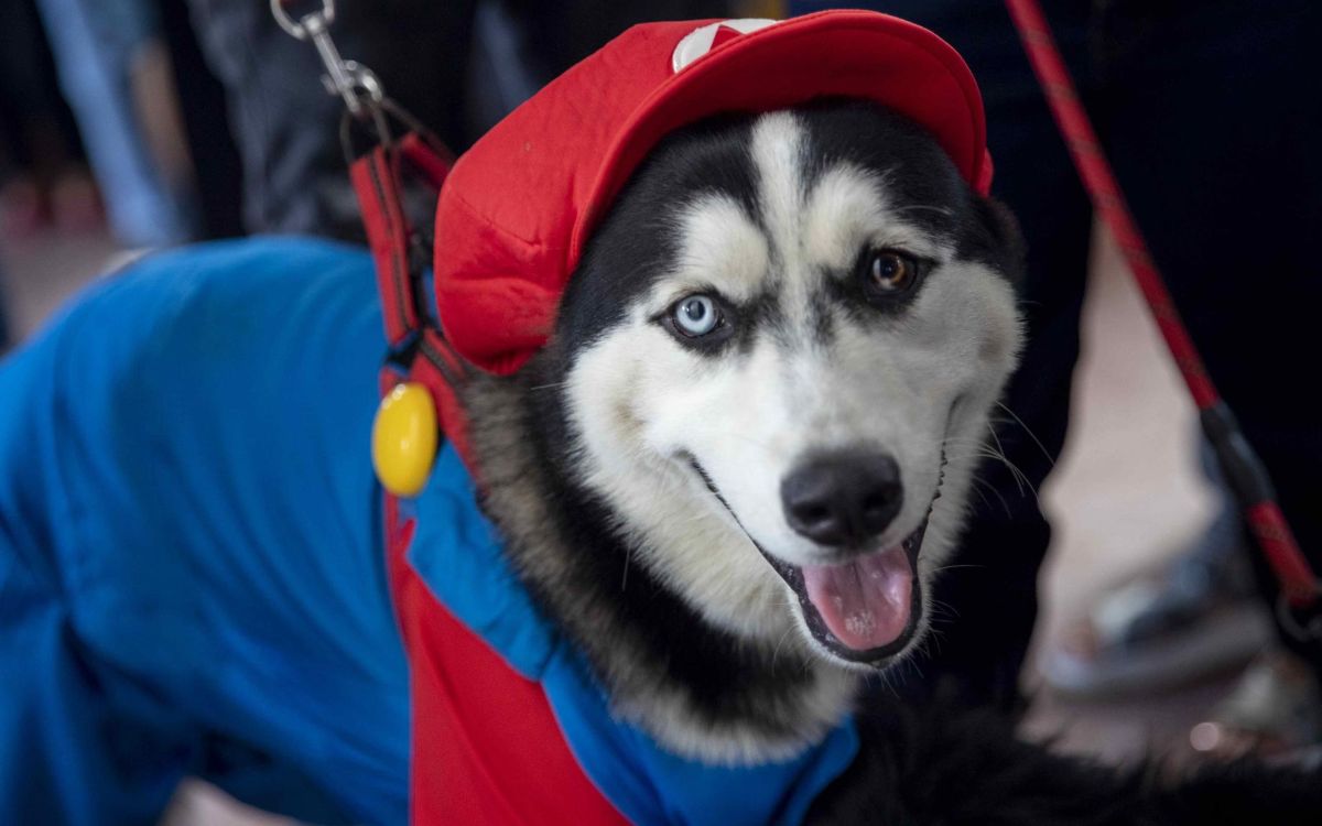 Lomitos son bendecidos en fiesta de San Lázaro: el patrono de los perritos enfermos