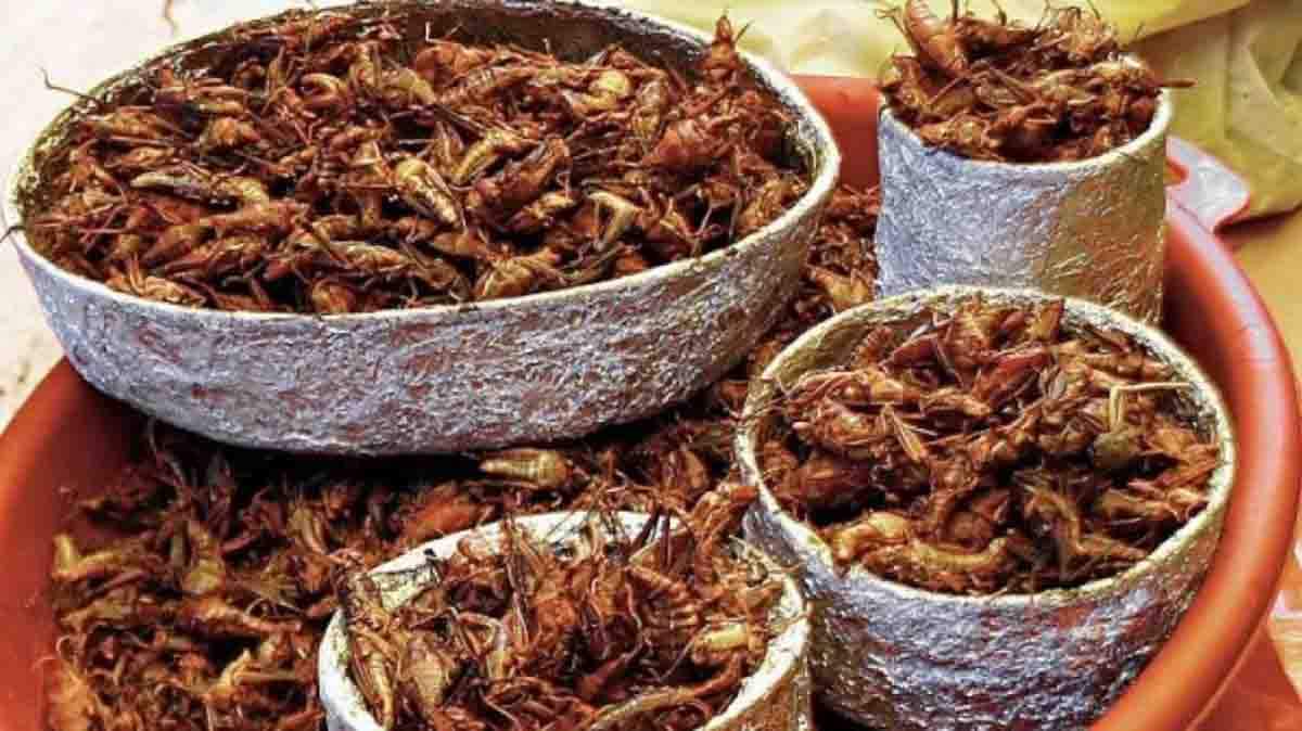 Insectos: por qué se estudian como alimento alternativo a la carne