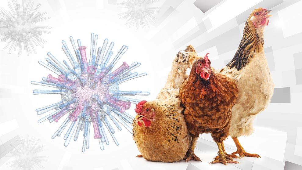 H5N1, el virus que amenaza con una pandemia humana