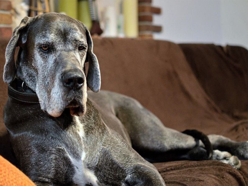 ¿Por qué los perros grandes viven menos que los pequeños?