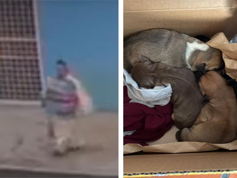 VIDEO. Cachan a mujer que tira bolsa con perritos en la calle; la destrozan en redes
