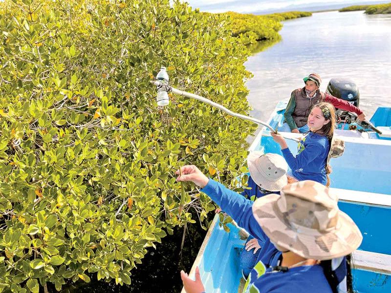 Mitigan en Baja California Sur amenaza ambiental con siembra de mangle