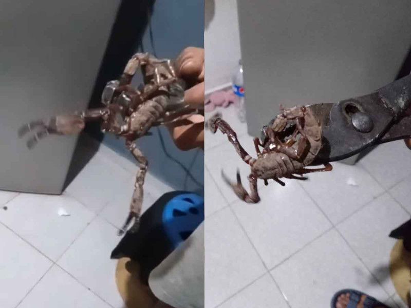 Alacranes gigantes aterrorizan Ciudad Caucel en Yucatán